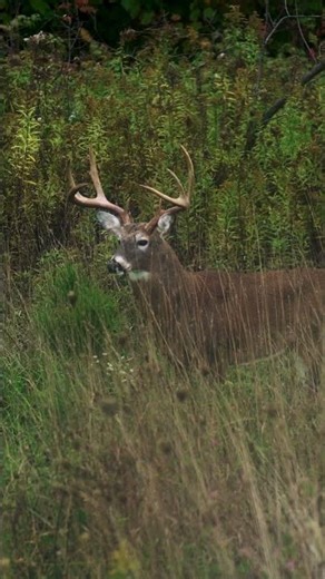 Bowhunting box BLINDS! #elitearchery l #archery