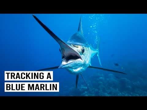 Everything You Know About This Apex Predator Fish is Wrong