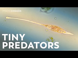 How to Survive the Microcosmos