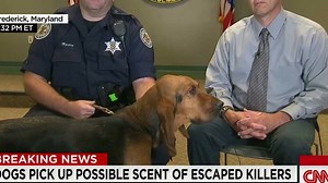 How do bloodhounds track people?