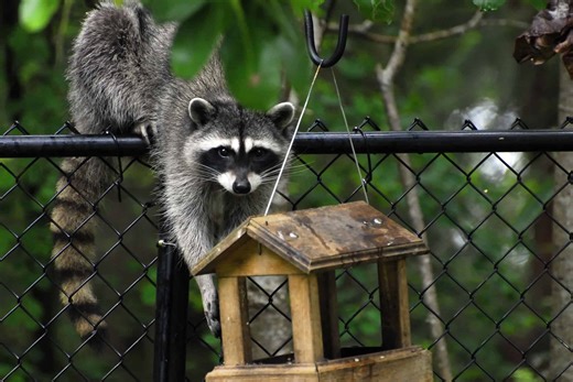Keep Raccoons Away with These Scents