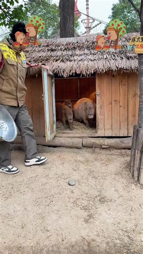 Capybara Moments: Smell of Happiness and Peace
