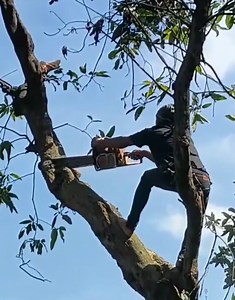 39K views · 395 reactions | A brave man cutting tree | Making Video | Facebook