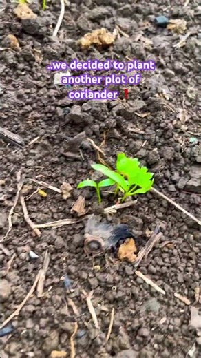 Backyard farming #philippines #agriculture #nature #garden #cooking #travel #coriander