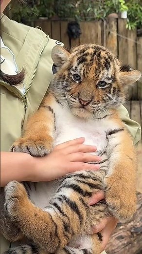 "Adorable Tiger Cub Melts Hearts 🐯 | Cutest Wild Baby Ever!"‑ Cutest animal Moments #AnimalShorts