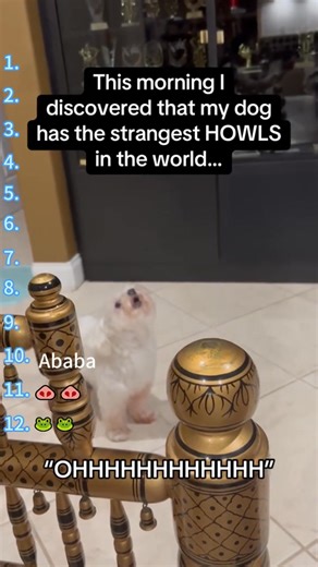 12 of the funniest dog sounds funnytiktok funnyvideos | New Pets01