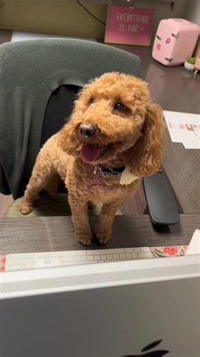 Hacking into my vet records when the doctor leaves the room 🤫 | Earthborn Holistic Pet Food