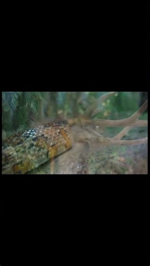 Explore the amazing Amazon Wildlife in stunning 4K Ultra HD.