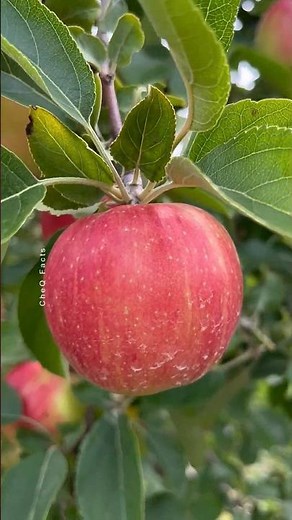 How to Grow Apple Tree at Home 🍎🍏 Unique Technique of Planting #farming #plants #shorts