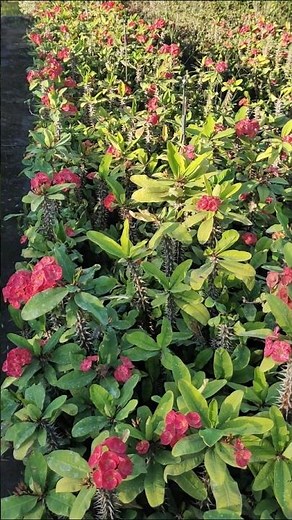 Best Euphorbia Plants For Garden Nursery