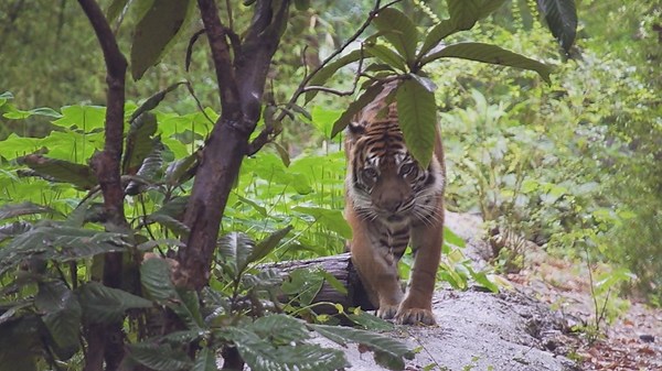 Verify: Are there more tigers in Texas than in the wild?