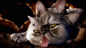 Cyriak Creates a Surreal Animation Featuring Cats For the 'Meowpurrdy' Music Video by Run the Jewels