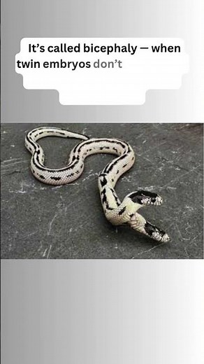 Two-Headed Snake Hatches in Pet Store — 1 in 100,000! 🐍😱