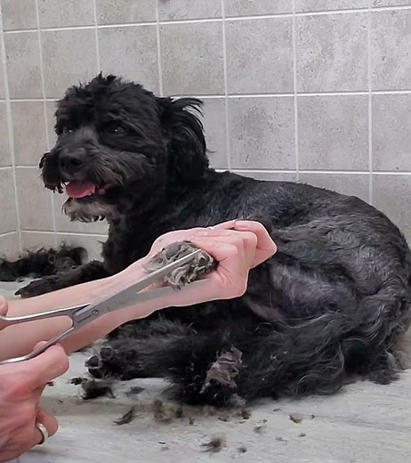 Schnoodle paw paw trim with scissors, , dog grooming without restraints