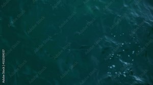 Fish Caught in a Hook Line at Pompano Beach Pier Florida