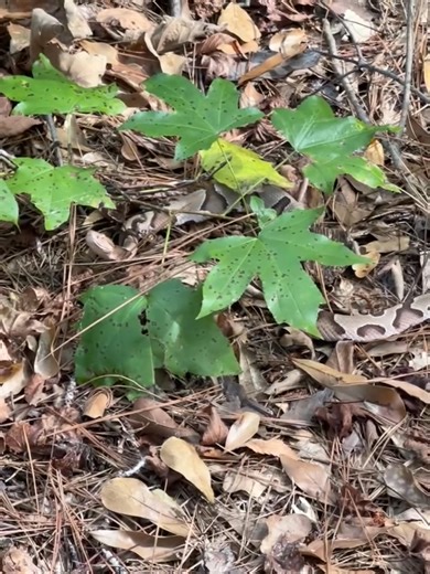 2K views · 12 reactions | East Texas, Copperhead | Snake identity | Facebook