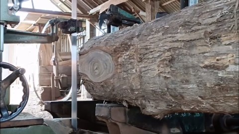 Incredible Woodcutting Factory Unveils Teak Fiber Secrets