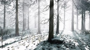 mystical winter forest with snow and sun rays coming through trees