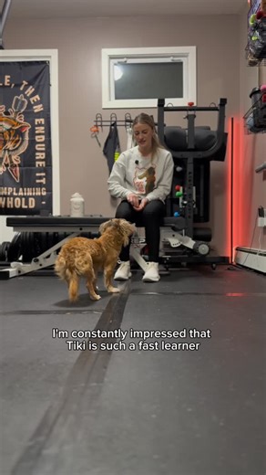 Tiki the Rescue Dog on Instagram: "Working through our behaviorist’s training homework. Individual name recall for Tiki and Meyer, followed by doggy zen to reinforce calm and impulse control. #tikiplustwo #gotikigo #dogsoﬁnstagram #rescuedogs"