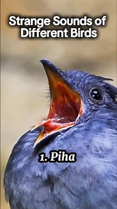 strange sounds of different birds around the world.#shortvideo #shorts #animals #birds #nature