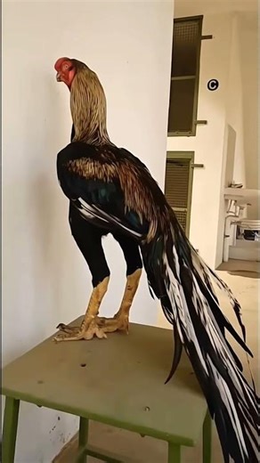 Most Unique Aseel Roosters! Parrot Beak#roosterfarm