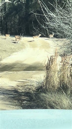 Texas Axis Deer #feedbandit #texashunting #axisdeer