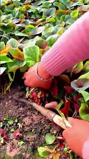 Harvesting Fresh Fish Mint Plants From The Garden