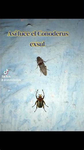 This is what Conoderus Exsul looks like 😱