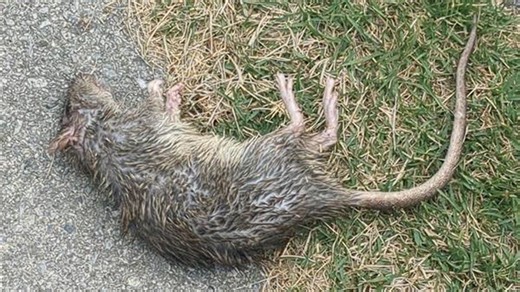 'Smells like Death': Steelton residents demand action over rat-infested home