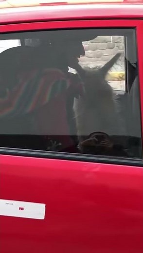 Adorable Llama Traveling on a Car in Peru! | Viral Video on Twitter