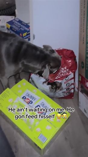 Pitbull's Hilarious Self-Sufficiency