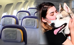 ¿Qué aerolíneas te permiten viajar con mascotas en la cabina del avión?