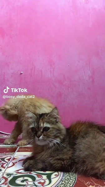 قطط مضحكة ولطيفة - فيديوهات لا تُنسى