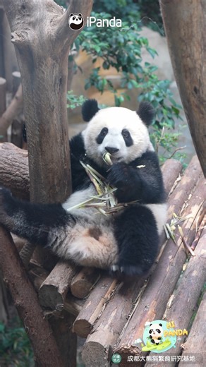 Where did this little daydreaming panda come from? Even while eating bamboo, its mind is wandering! #panda #foodie #HiPanda #ChengduPandaBase #PandaMoment #PandaFun For more panda information, please check out: https://en.ipanda.com | iPanda