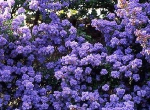 Ceanothus dentatus - Alchetron, The Free Social Encyclopedia