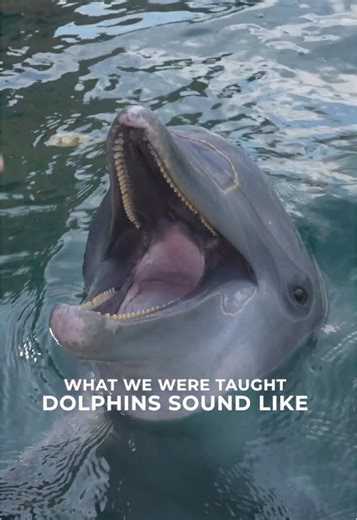 Understanding Dolphin Communication: More Than Just Sounds