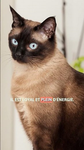 5 CHATS les plus MIGNONS du MONDE 😺✨ #chatsadorables