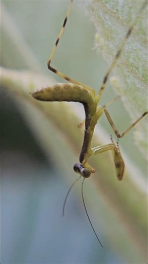 Baby mantis vs Spider #insects #mantis #spider #nature
