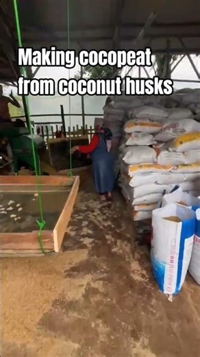 Making cocopeat from coconut husks #cocopeat #coconuthuskprocessing #cocopeatproduction