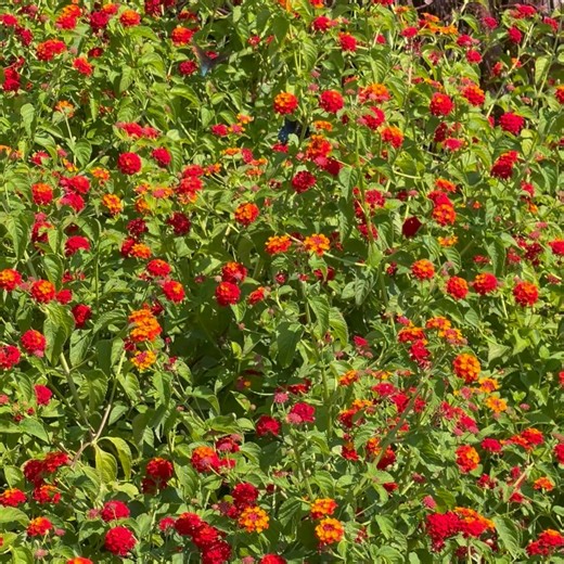 Georgia Lines on Reels