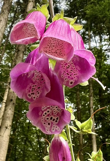 Der Rote Fingerhut (Digitalis purpurea) Wunderschön & extrem giftig! 🌸 🌱bereits 2 Blätter können tödlich sein! Heute wird für die Medizin meist der Wollige Fingerhut (Digitalis lanata) genutzt. #digitalispurpurea#Natur #Fingerhut #f#for#pourtoi#explore#natural_health_journey