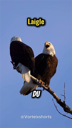 These 3 Animal Sounds Will Shock You!😨🦅