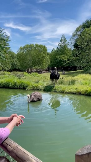 Cincinnati Zoo on Instagram: "Pam & Myrtle go for a swim! Ostriches can swim, but it’s not common behavior. However, ostriches are sometimes spotted cooling off in rivers, pools, and lakes on exceptionally hot days. This great video is brought to you by Great American Insurance Group. #birds #ostrich #cincinnatizoo #summer"