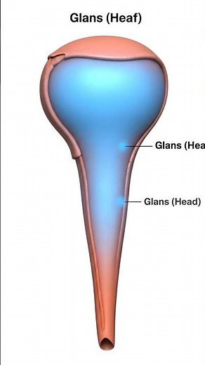 Describe the Human Anatomy – Full Body Functions Explained