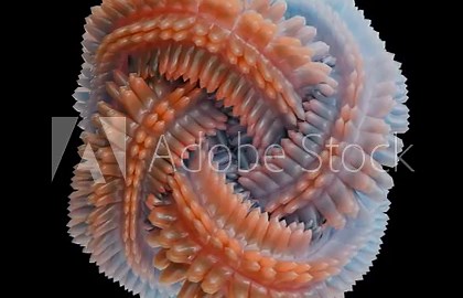 3D Animation - Abstract Elegant Blue Alien shapes Loop Animation, Organic abstract animation