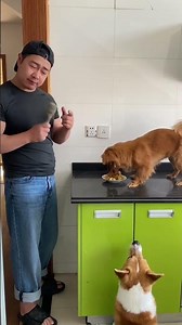 Teaching Dogs to Recite Ancient Poems CutePetsStrangeBehaviors AffinityIncentiveProgram