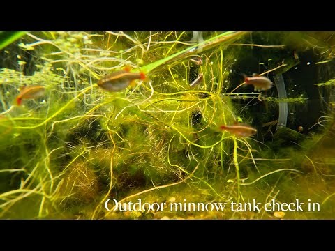 Midweek Drift: Minnow Tank Check In After the Fix 🐟🌱
