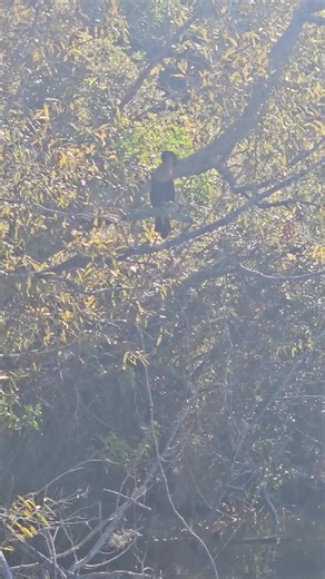 Wenona Bride on Reels