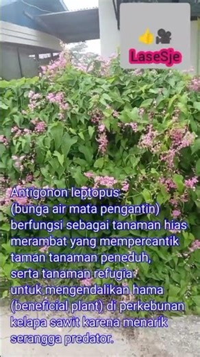 Bungan Antigonon sebagai pengendalian hama secara alami