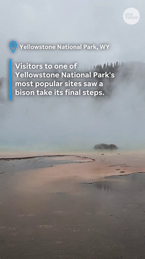 Stunned Yellowstone tourists watch bison walk into a scalding hot spring